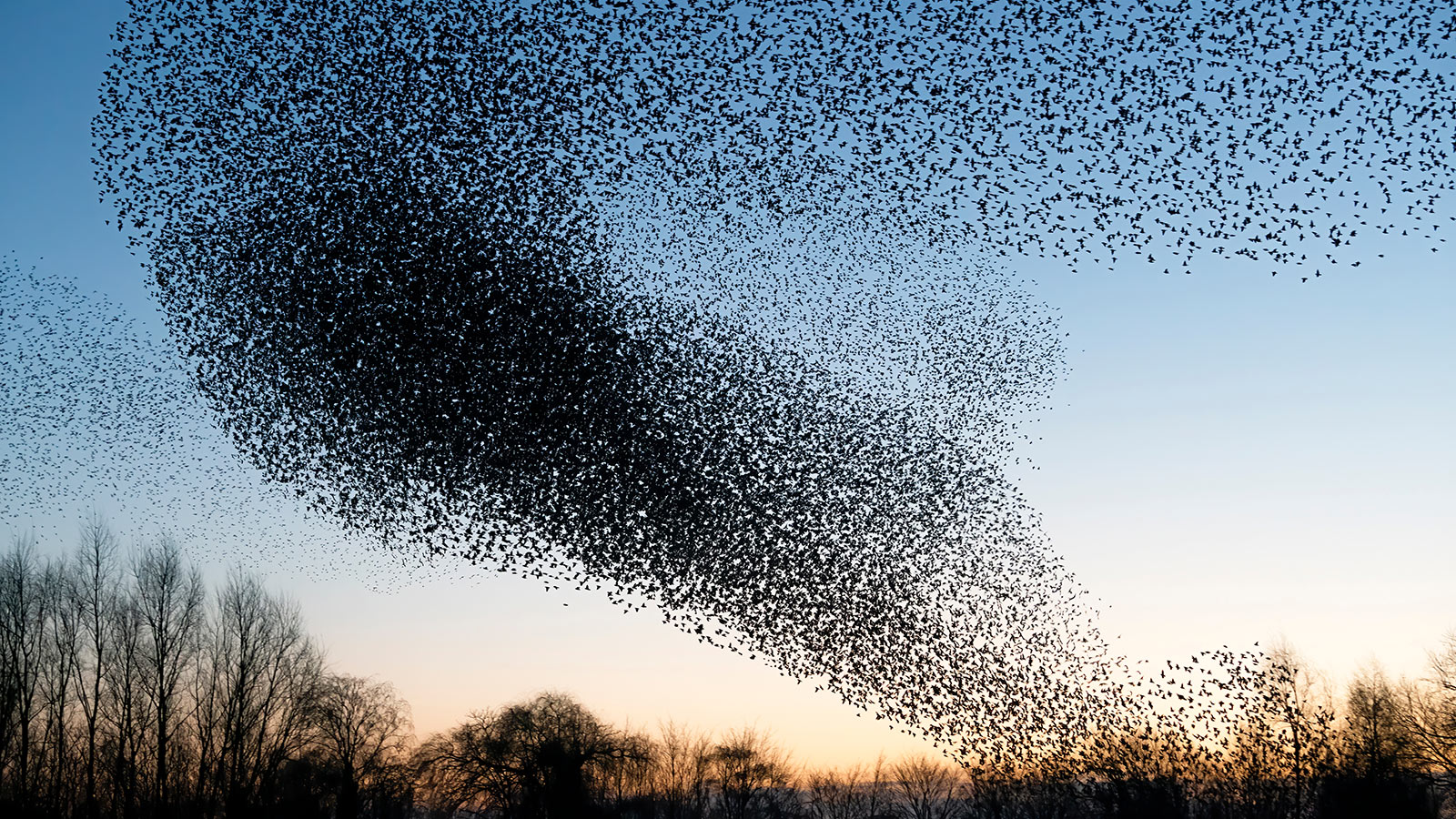 成群的鸟对着天空＂>
         <figcaption>
          <em>图片来源:Albert Beukhof / Shutterstock.com©2022</em>
         </figcaption>
        </figure>
        <div class=